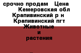 срочно продам › Цена ­ 2 500 - Кемеровская обл., Крапивинский р-н, Крапивинский пгт Животные и растения » Другие животные   . Кемеровская обл.